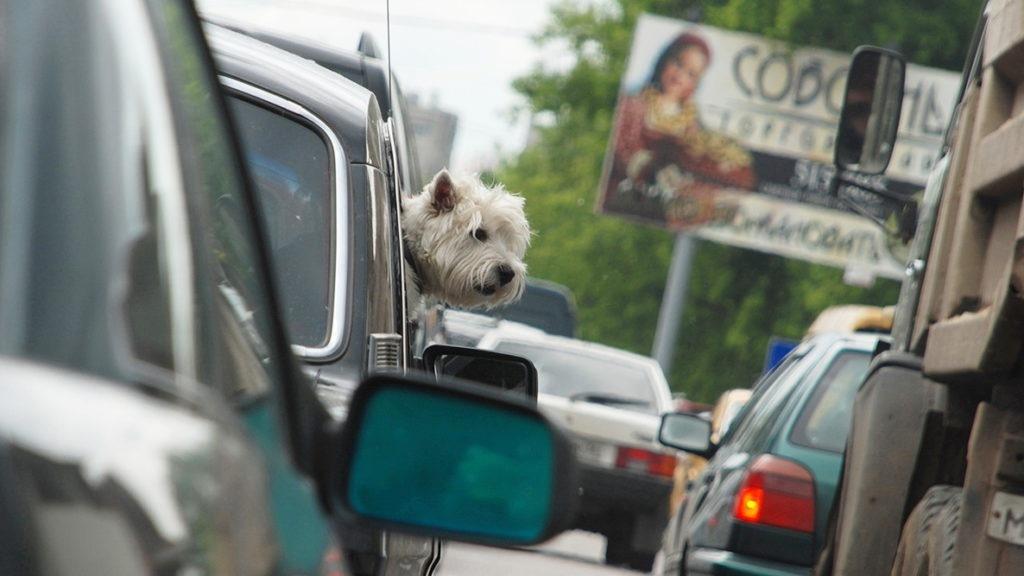 A dog in the car