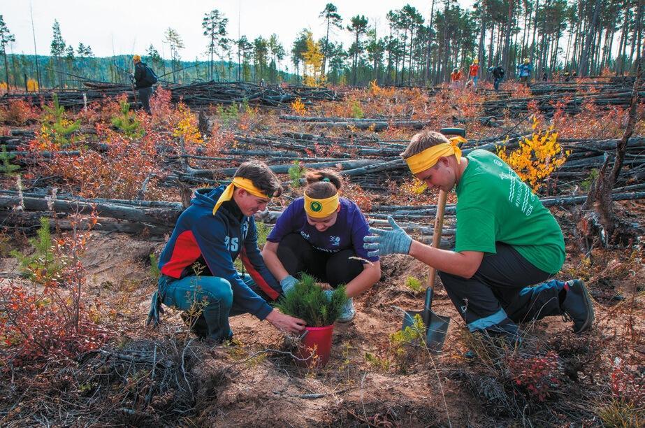 Students plant pine trees