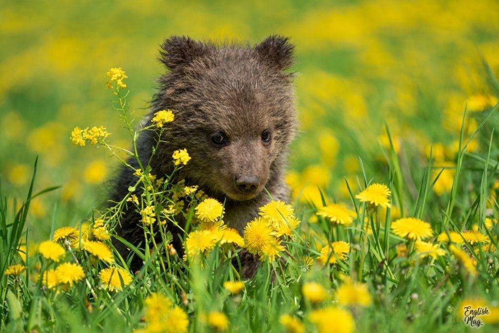 the bear cub and dandelion field