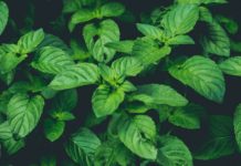 A simple way to lower blood pressure // Простой способ снизить артериальное давление Peppermint